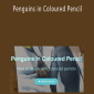 Murray Charteris - Penguins in Coloured Pencil
