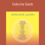 Sound Healing Center - Endocrine Glands